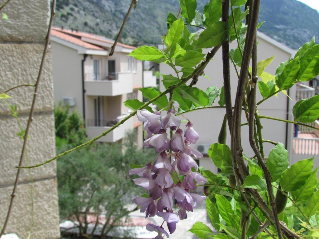 Apartmani Kovacevic كوتور الغرفة الصورة